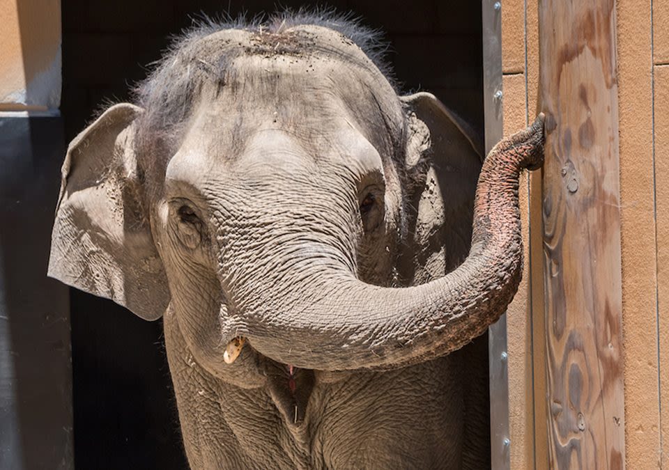After 2 elephants die at LA Zoo, City Council is looking into the matter
