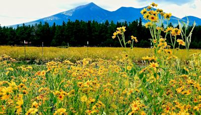 Best Arizona road trips: 2 outdoor havens face off in championship round