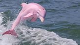 Rare pink dolphin captured on camera in US waters, Internet finds it ‘beautiful’. See viral pics