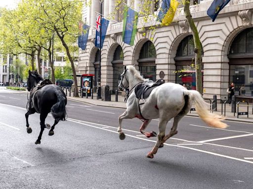 Rush hour chaos in London as 5 military horses run amok after getting spooked during exercise