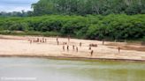 World's largest uncontacted tribe comes out into the open after loggers move in