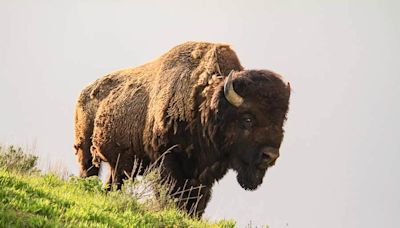 Woman flown to hospital after being gored by bison in Yellowstone Park - East Idaho News