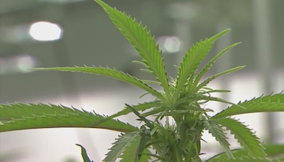 Rescheduling Marijuana opens industry doors in Missouri