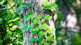 How to Safely Remove Poison Ivy From Your Yard