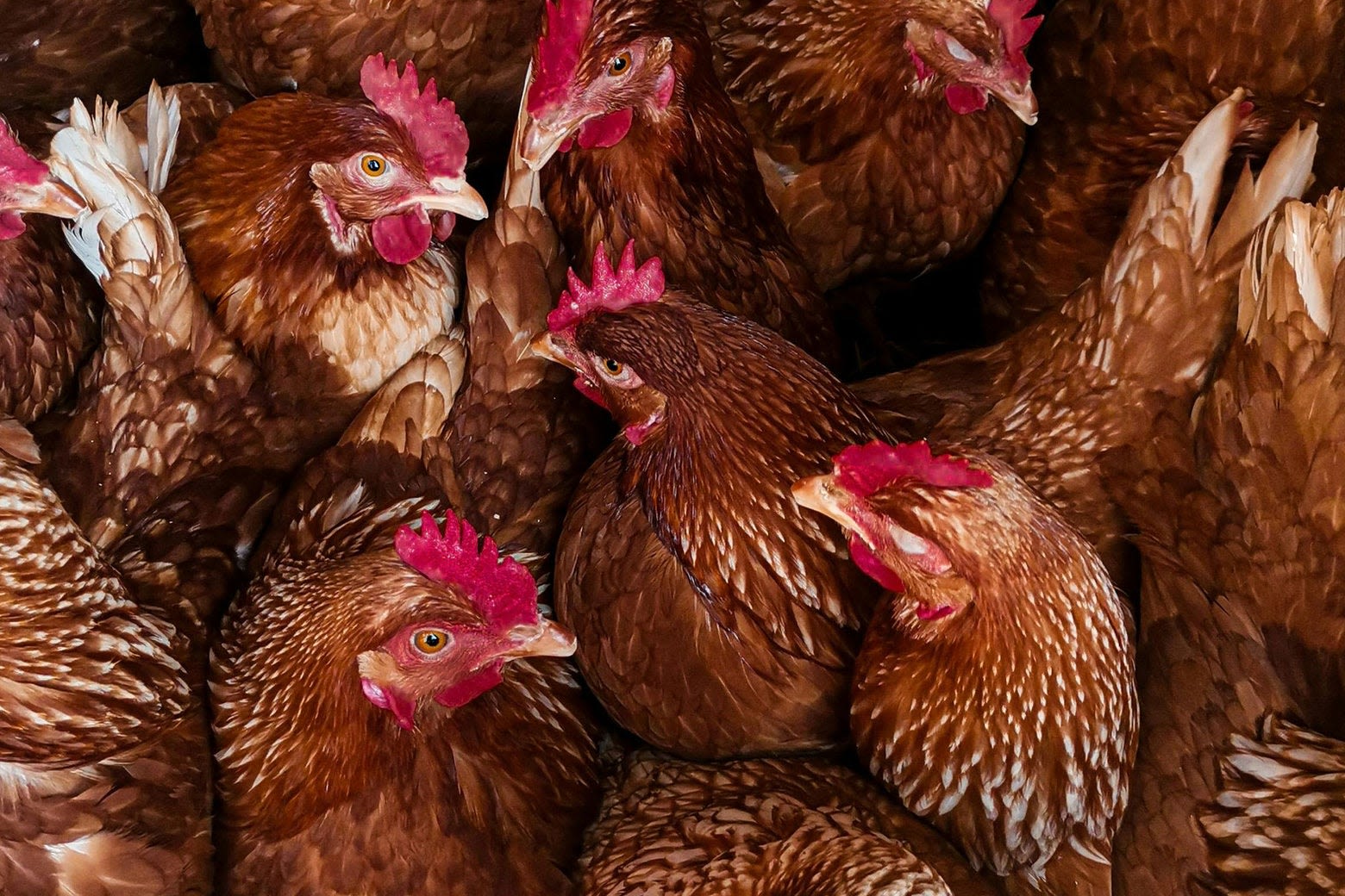 Just How Deadly Is Bird Flu to Humans?