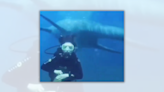 Fact Check: Video Claimed Scuba Diver Swam With Dinosaur. Here's the Truth