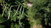 Ask the Master Gardener: What to do when pests start munching your vegetables