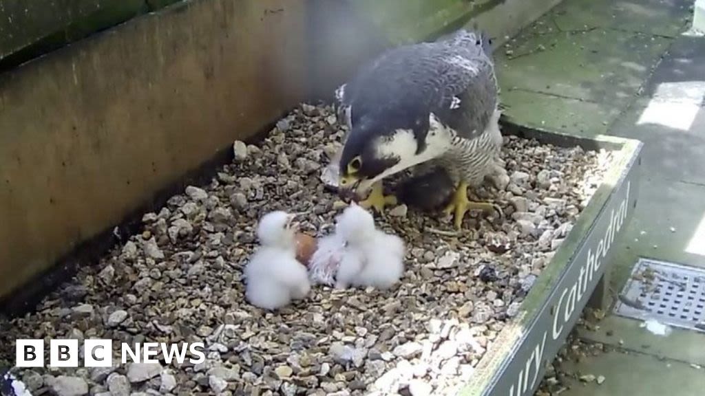 Salisbury: Four peregrine falcon chicks hatch at cathedral