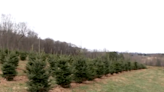 Inflation raises Christmas costs, with some trees selling for over $100