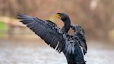 Double-crested cormorants: Why these sun-worshipping seabirds are a foe to fishermen