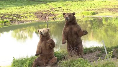 Video: Bear caught waving live on FOX 29's Good Day Philadelphia