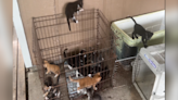 Baton Rouge cat shelter rescues 50 cats, kittens from terrible living conditions