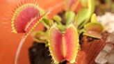 Snap! Venus fly trap fans ask South Carolina to honor plant