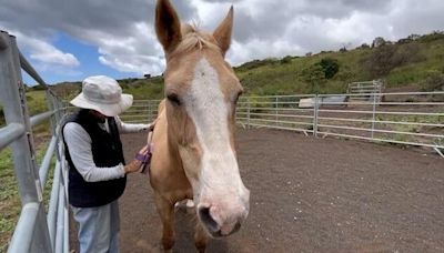 Group helping Maui fire survivors heal with horses says they're seeing 'miracles' – KION546