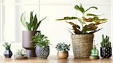 Grow indoor plants like a pro with deals up to 50% off