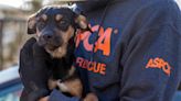 Dogs saved from North Jersey animal rescue group on the road to recovery