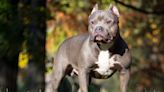 XL Bully dogs to be banned in Ireland later this year - Donegal Daily