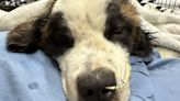 Emaciated St. Bernard dies at Cincinnati shelter, search is on for his owner