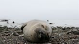 Los elefantes marinos se toman sus siestas en las profundidades del mar