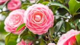 How to Grow and Care for Camellia, a Beautiful Flowering Shrub to Plant in Your Cutting Garden
