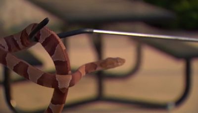 Wildlife removal expert warns, snake sightings on rise in North Texas