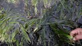 Battling climate change, Japan looks to seagrass for carbon capture