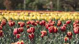 The garden in Kashmir adorned with a million tulips