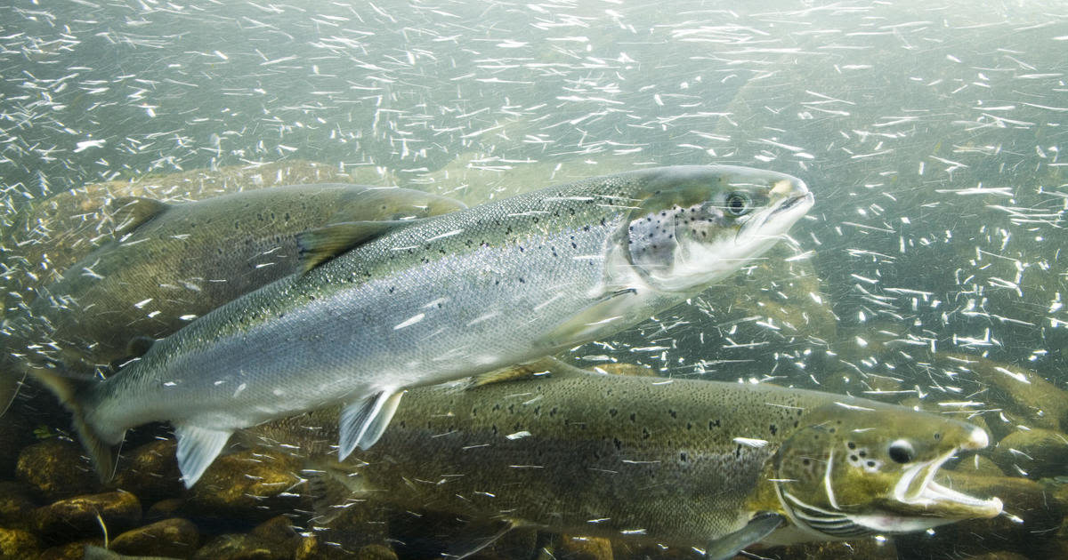 Michigan kills 31,000 Atlantic salmon after they catch bacterial kidney disease at hatchery