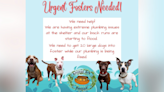 Local shelter in urgent need of fosters due to flooding