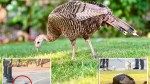 Wild turkey that roosts in Manhattan harassed by stone-throwing kids as some say the city’s no place for their feathered friend