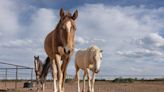 Local Horse Rescue hosting adoption, fundraising events