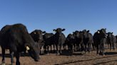 US Farmers Edged Out by Brazilian Beef Fat Destined for Biofuels