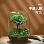 花瓶 生態瓶青苔蘚微景觀玻璃缸盆景擺件造景盆栽辦公室桌面創意綠植物