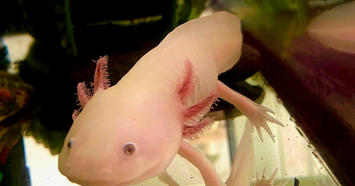 Salamander in a fish tank: That's a lot of axolotl!