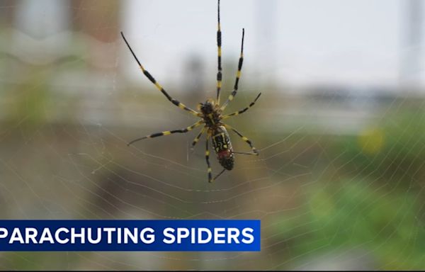 Giant, 'flying' Joro spiders spreading on the East Coast this summer: What to know