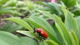 Lily leaf beetle now devastating Michigan gardens. Here’s a secret to save your flowers