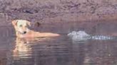 Crocodiles Spotted Pushing Dog In River To Safety Instead Of Eating It