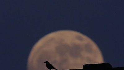 Look skyward tonight for the strawberry moon