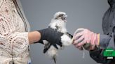 Peregrine falcon nestlings get banded
