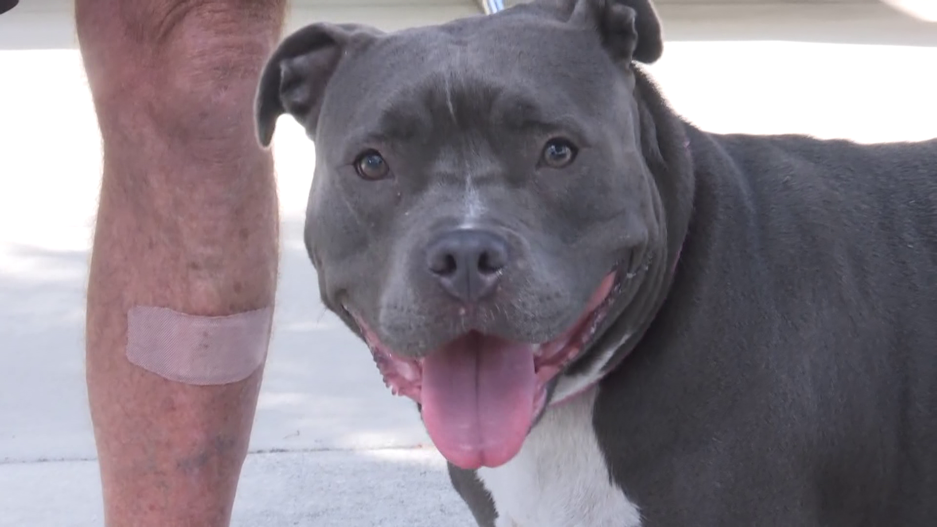 Group rescues dogs before getting put down in Lee County