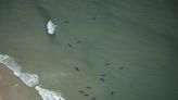 Raiva pode estar se espalhando em focas sul-africanas, dizem cientistas