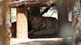 Aseguran casa de sicarios con tigres de bengala y otros animales exóticos en Tecate, Baja California