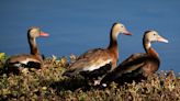 When and where can you hunt ducks in Florida? What to know about waterfowl hunting season