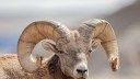 Deadly Pneumonia Hits Bighorn Sheep in Prime South Dakota Unit