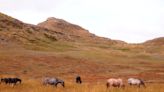 Wild horses to stay in national park; management plan needed, advocate says