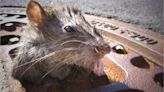 Atlanta moves up on ‘rattiest’ cities in United States list