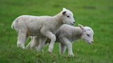 Police appeal after lambs stolen from Devon field