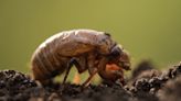 Illinois Cicadas 2024: Keep your pool clean, because dead bugs can be a health hazard