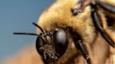 These Cute, Fuzzy Bumblebees Are Precision-Engineered Pollinators