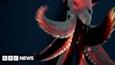 Rare footage shows deep-sea squid attacking camera